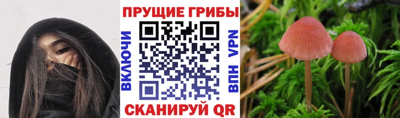 Псилоцибиновые грибы Psilocybine cubensis Надым